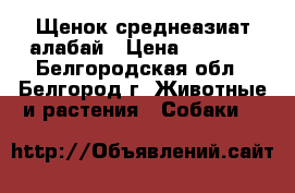 Щенок среднеазиат алабай › Цена ­ 6 000 - Белгородская обл., Белгород г. Животные и растения » Собаки   